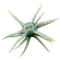 Urchin
