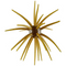 Urchin